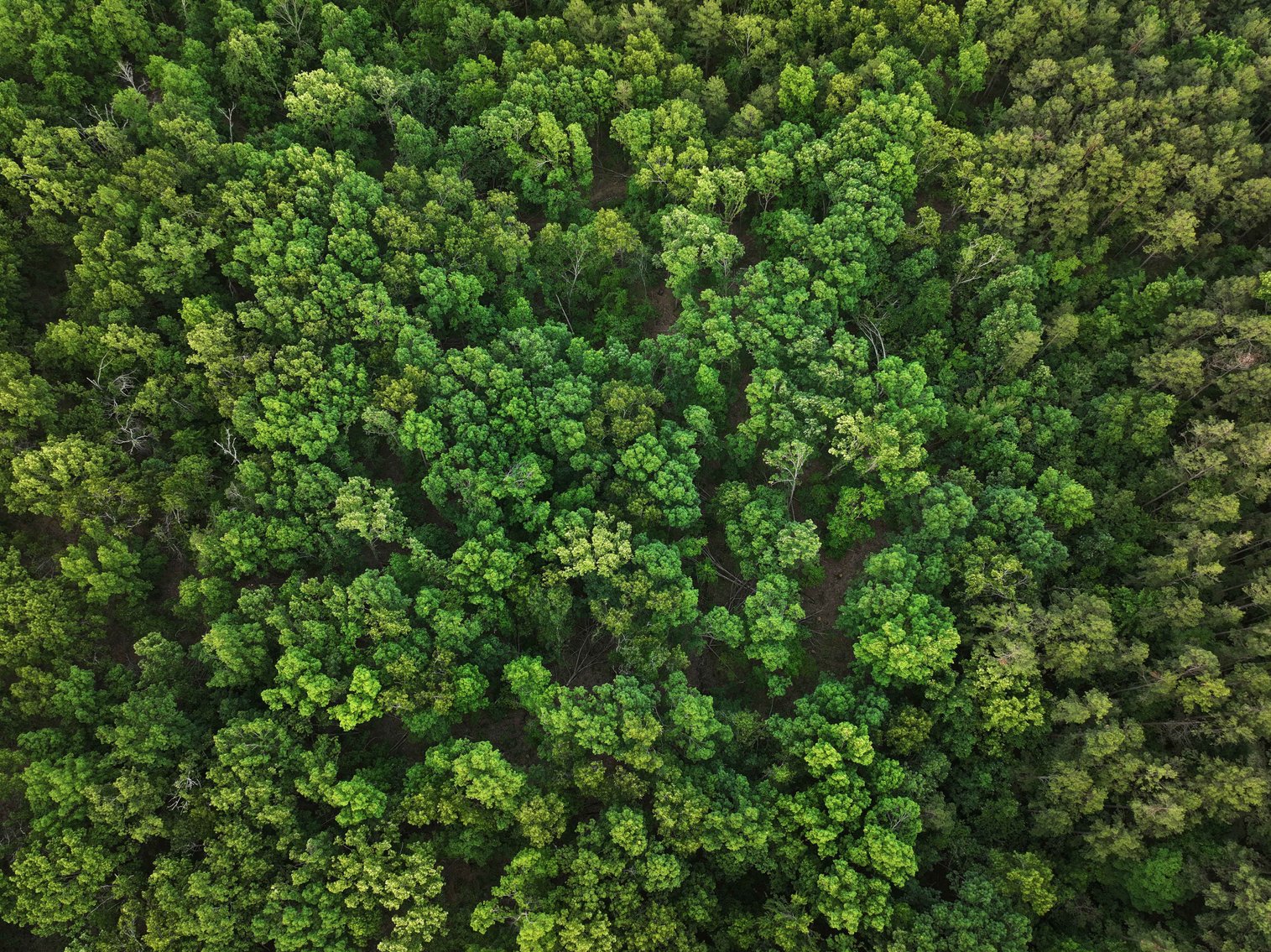 Image for Bollinger County 6 tracts BCR 924