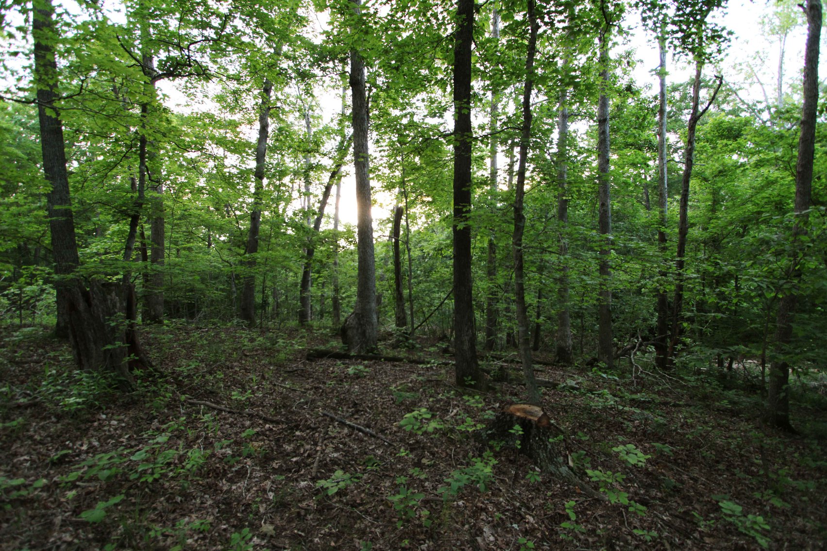 Image for Bollinger County 6 tracts BCR 924