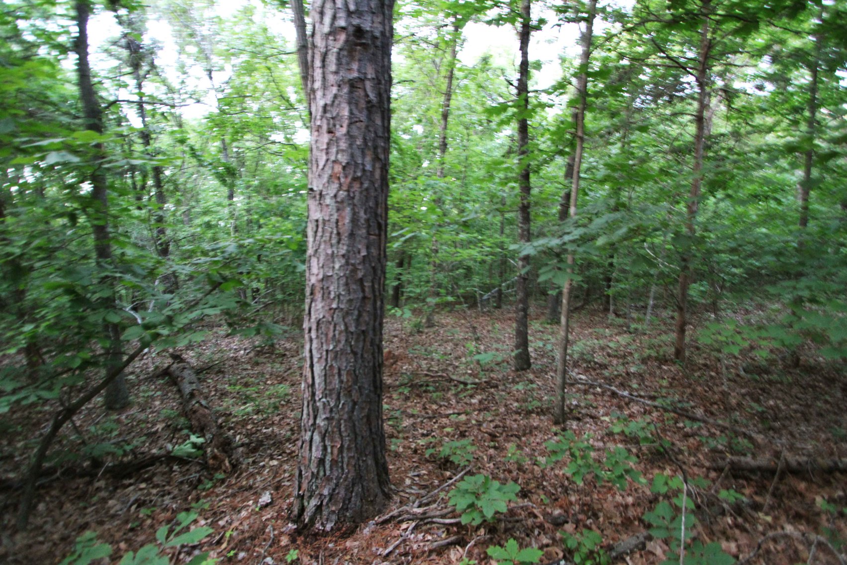 Image for Bollinger County 6 tracts BCR 924