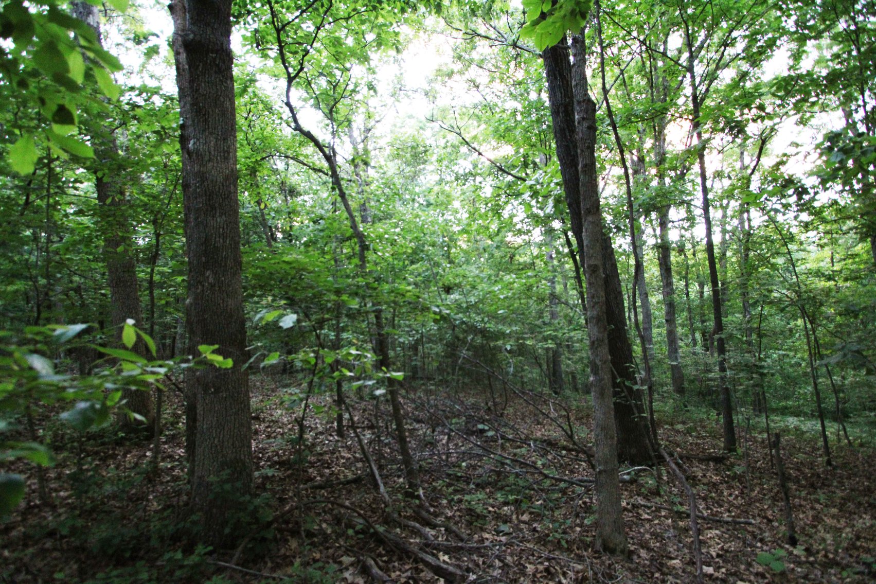 Image for Bollinger County 6 tracts BCR 924