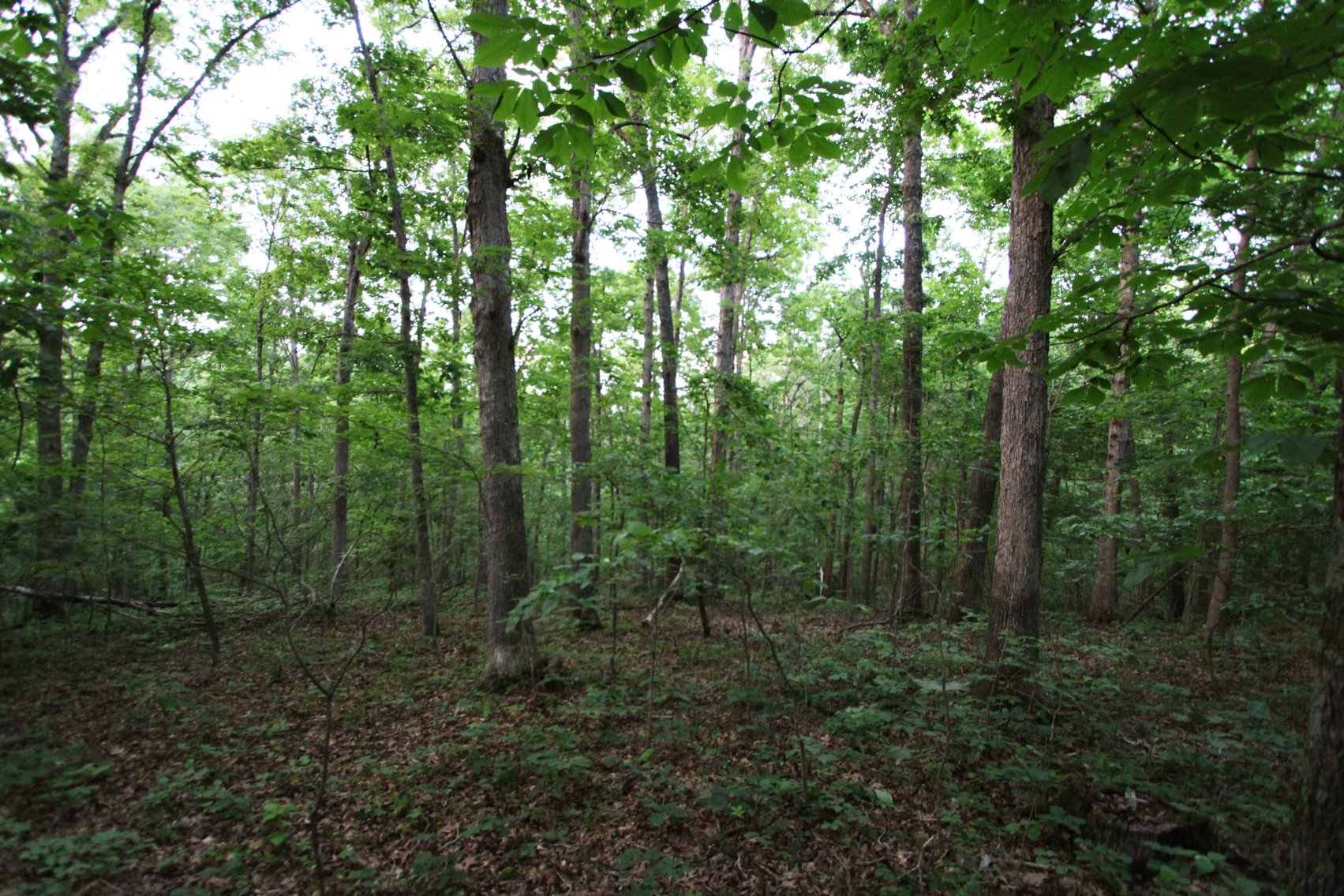 Image for Bollinger County 6 tracts BCR 924