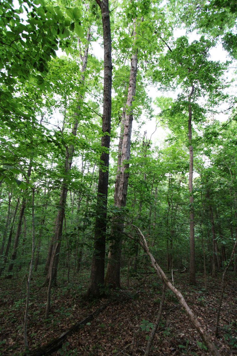 Image for Bollinger County 6 tracts BCR 924