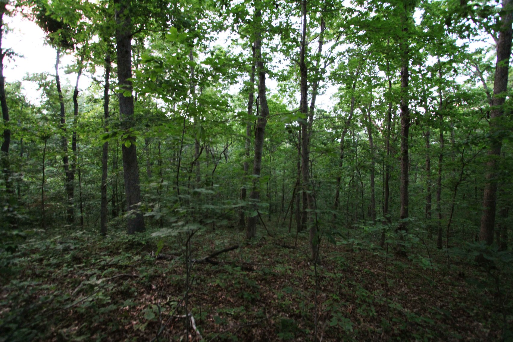 Image for Bollinger County 6 tracts BCR 924