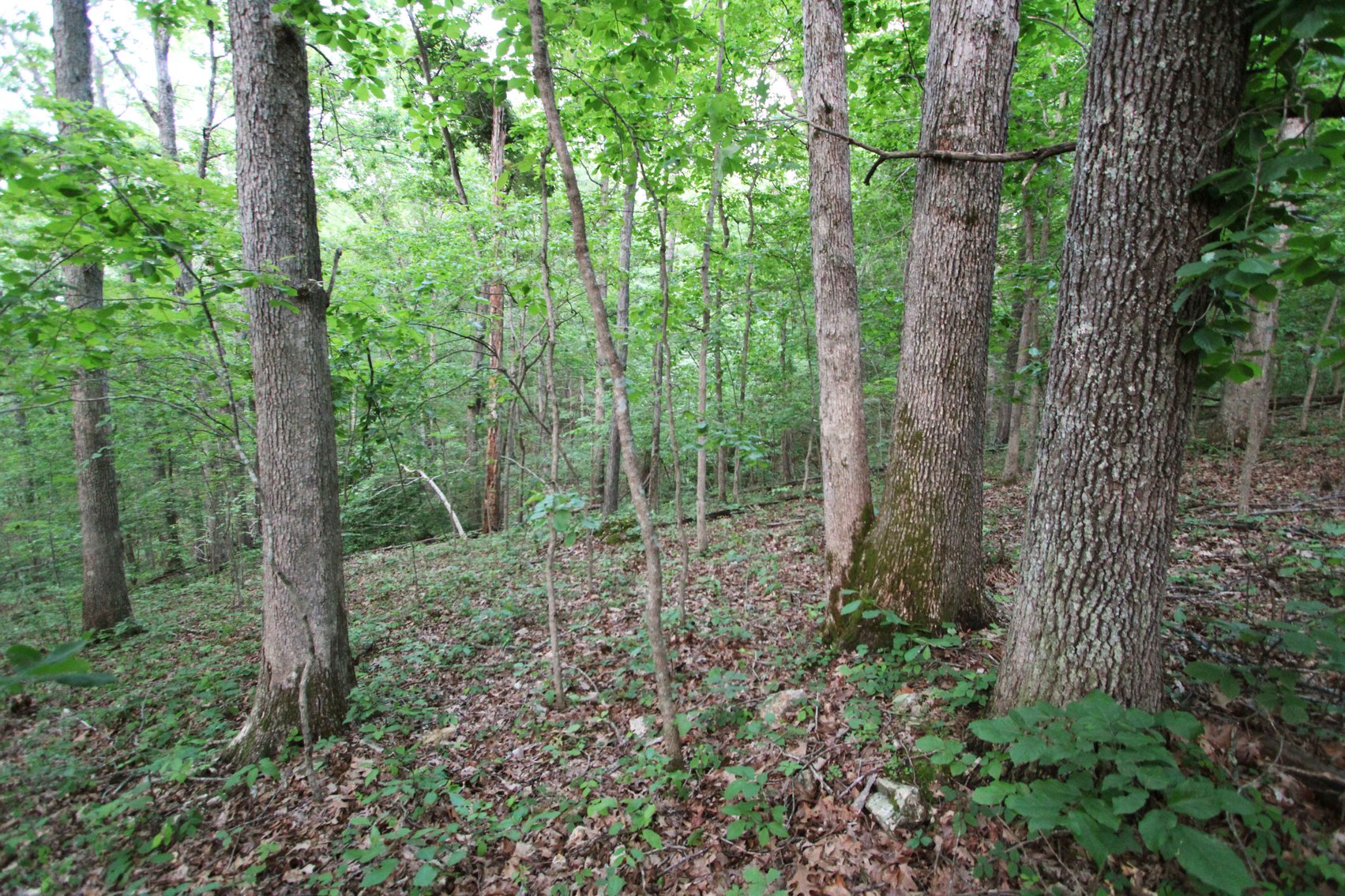 Image for Bollinger County 6 tracts BCR 924