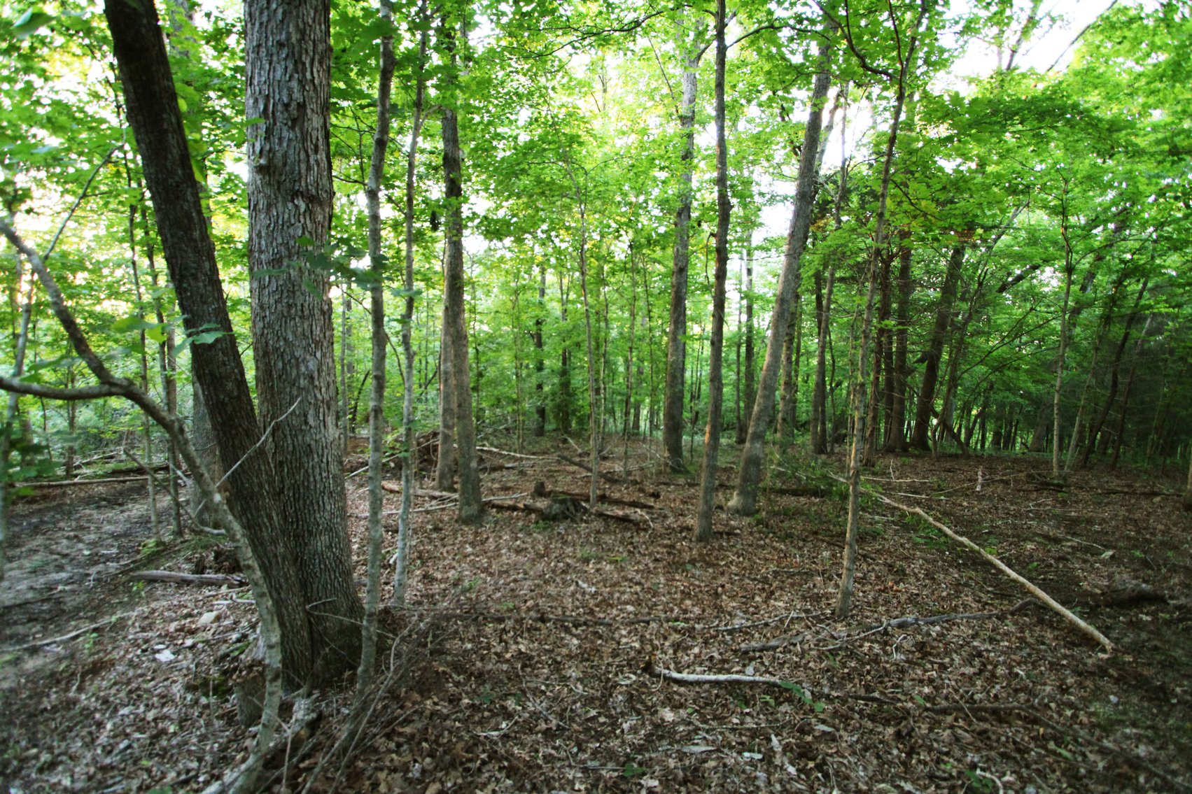 Image for Bollinger County 6 tracts BCR 924