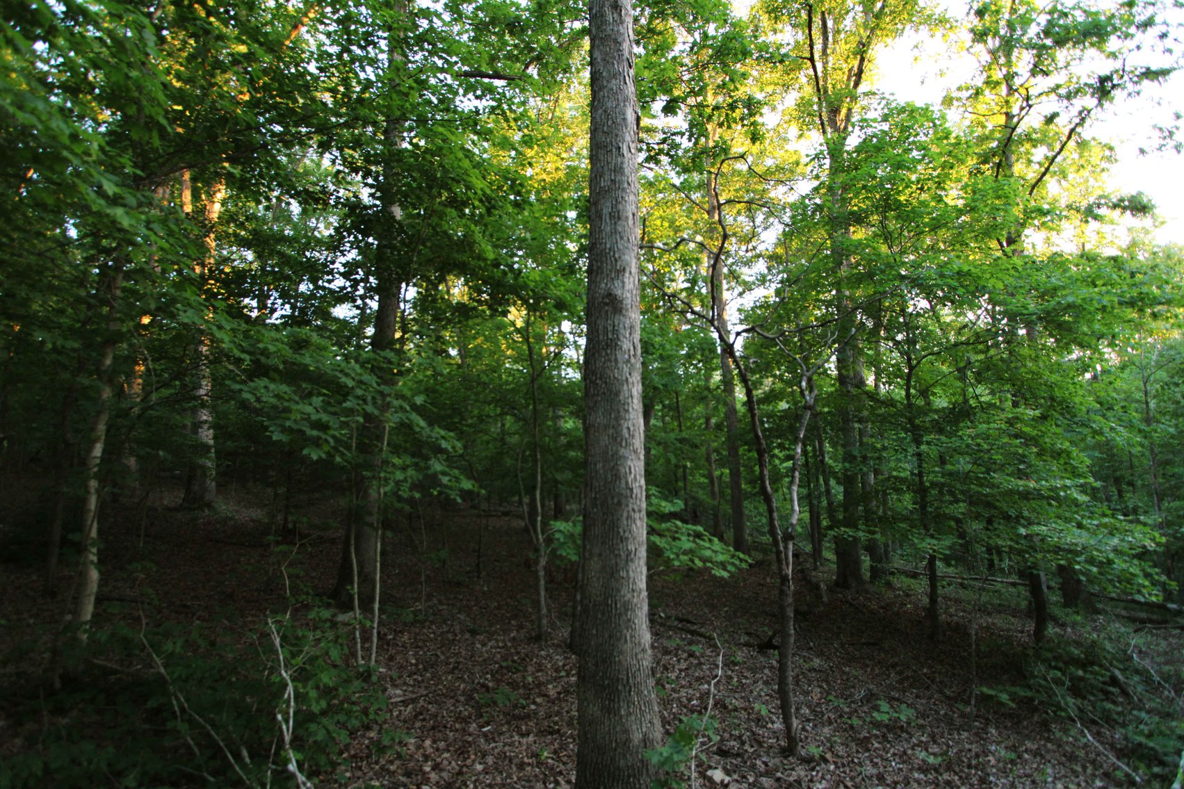 Image for Bollinger County 6 tracts BCR 924