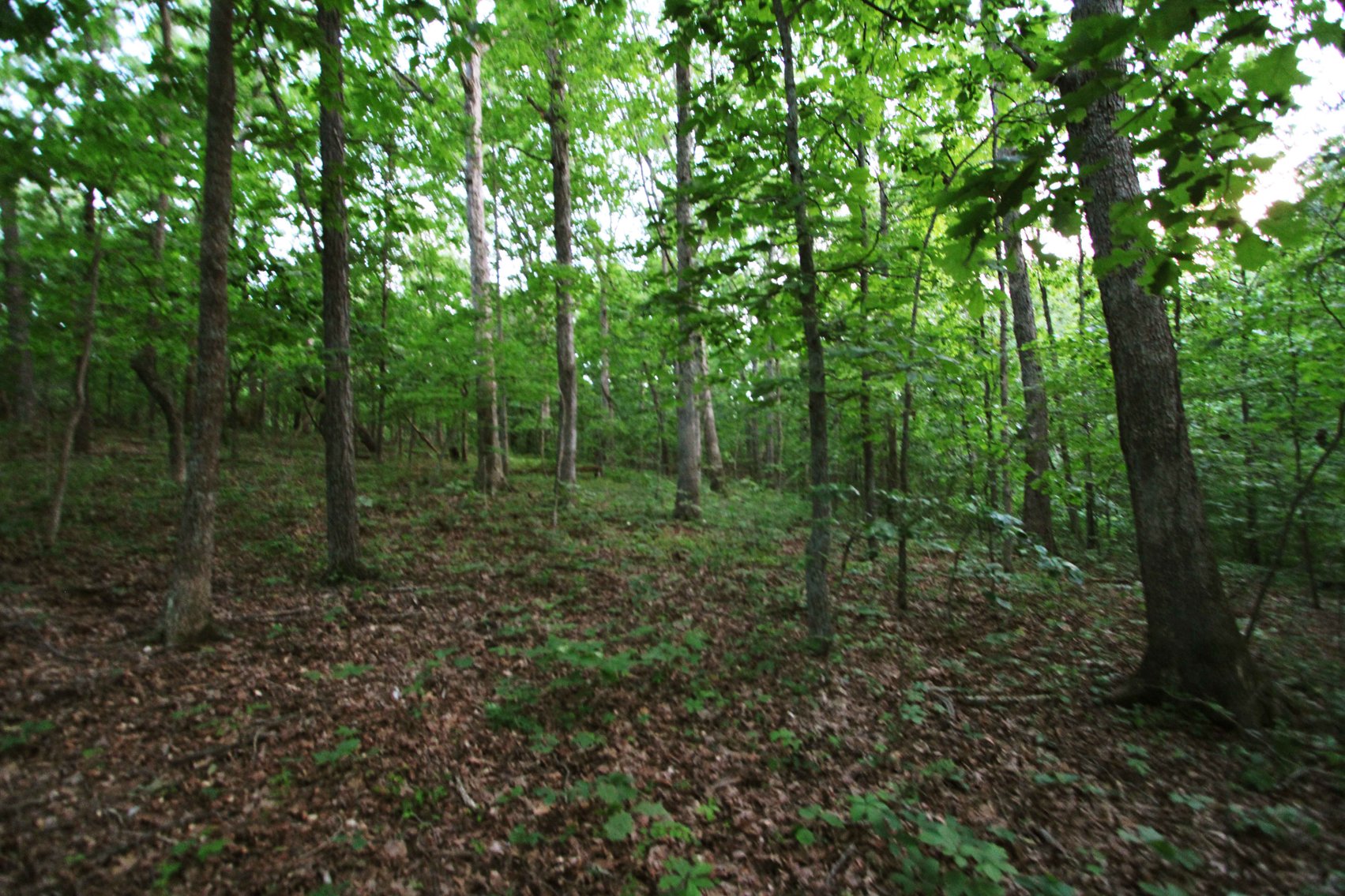 Image for Bollinger County 6 tracts BCR 924