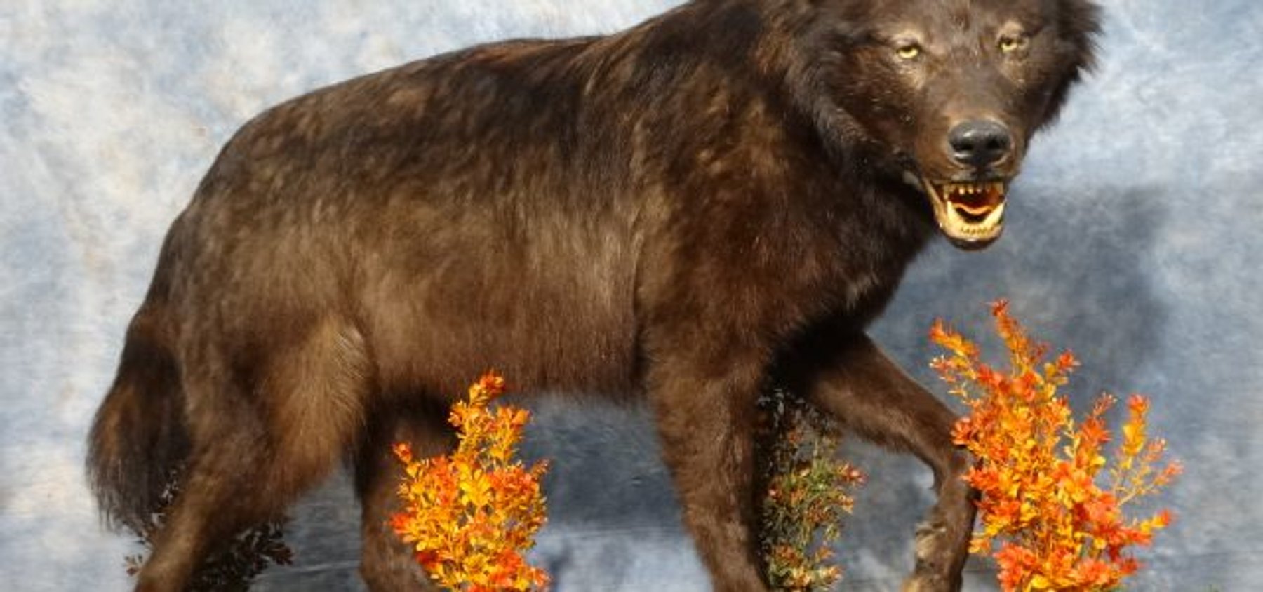 Image for 2023, March 11th | Superior Taxidermy Auction