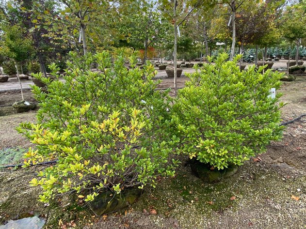 Image for Annual Inventory Reduction - North Branch Nursery Auction 2025