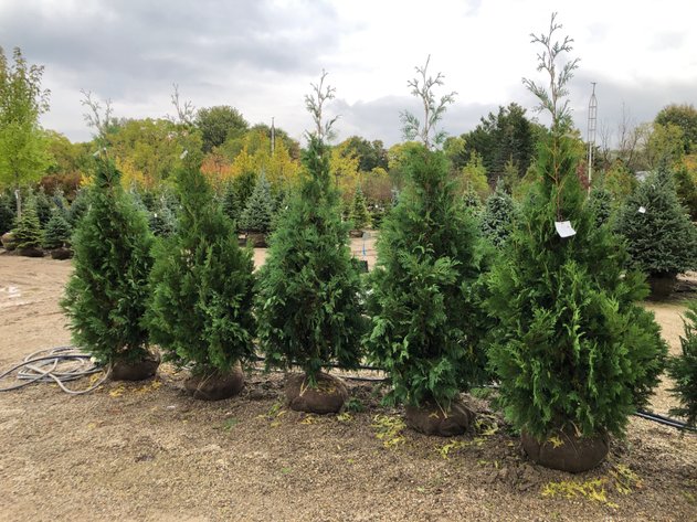 Image for Annual Inventory Reduction - North Branch Nursery Auction 2025