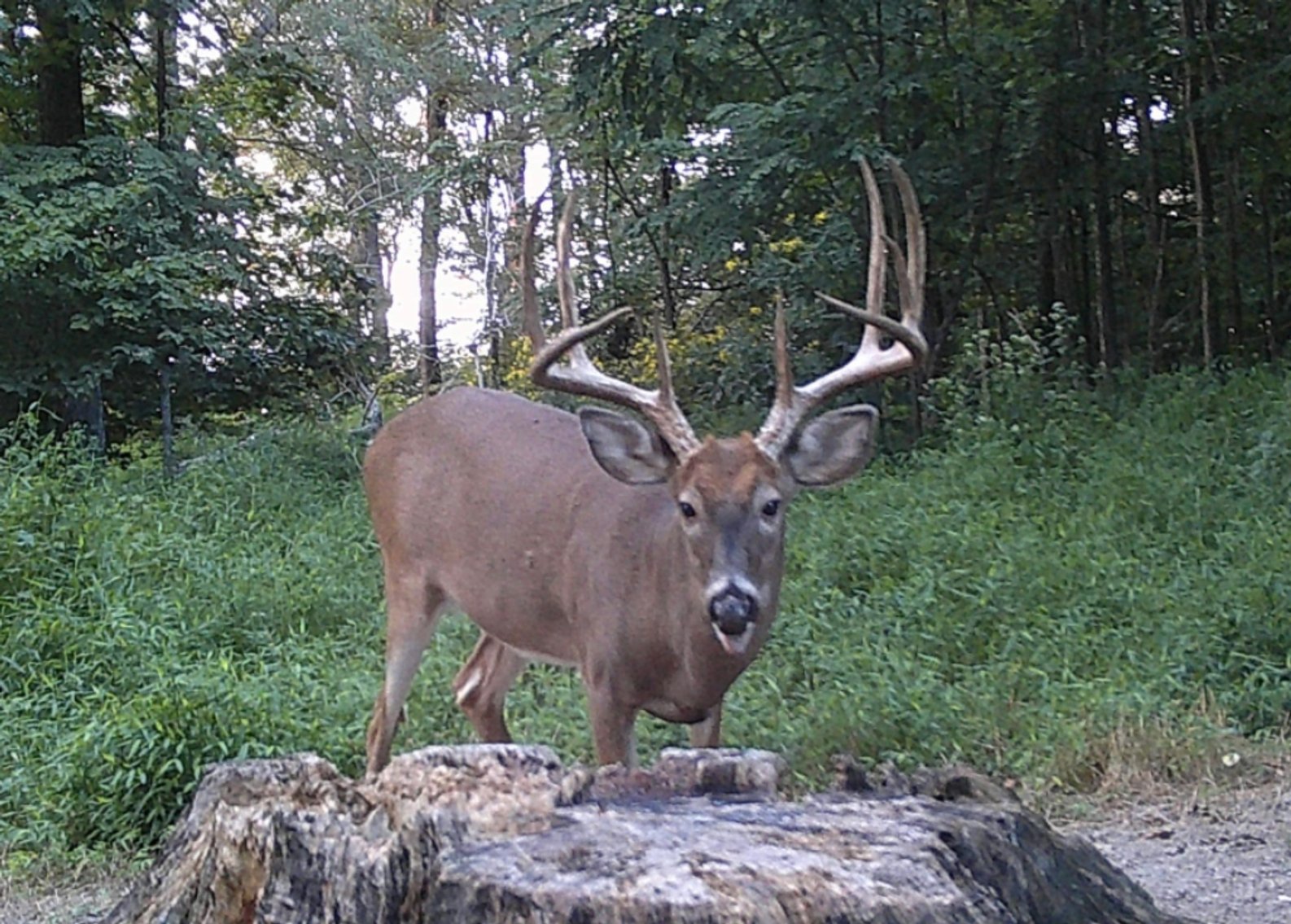 Image for 71.161 Acres Valley City Mauckport Rd SW  - ONLINE AUCTION ONLY