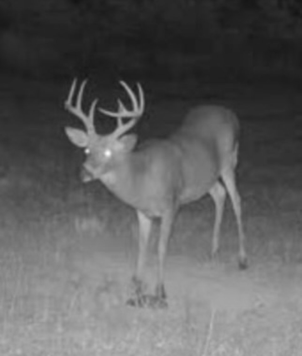 Image for 71.161 Acres Valley City Mauckport Rd SW  - ONLINE AUCTION ONLY