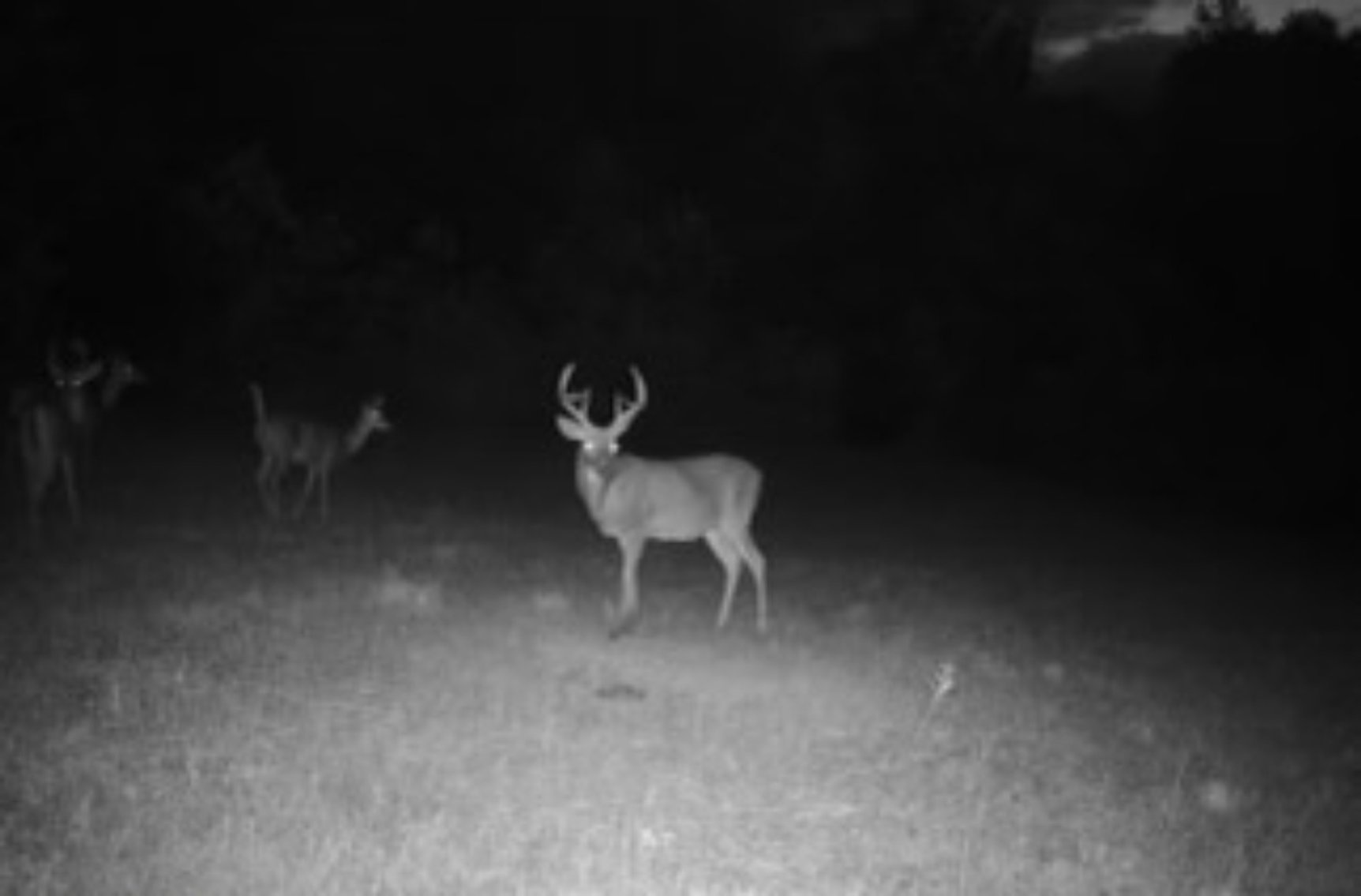 Image for 71.161 Acres Valley City Mauckport Rd SW  - ONLINE AUCTION ONLY