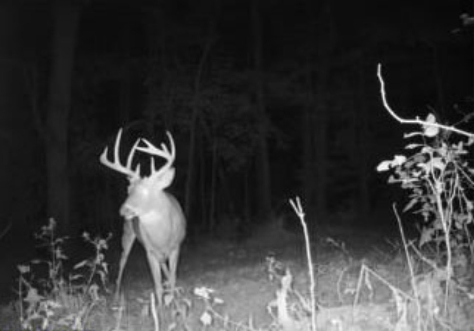 Image for 71.161 Acres Valley City Mauckport Rd SW  - ONLINE AUCTION ONLY