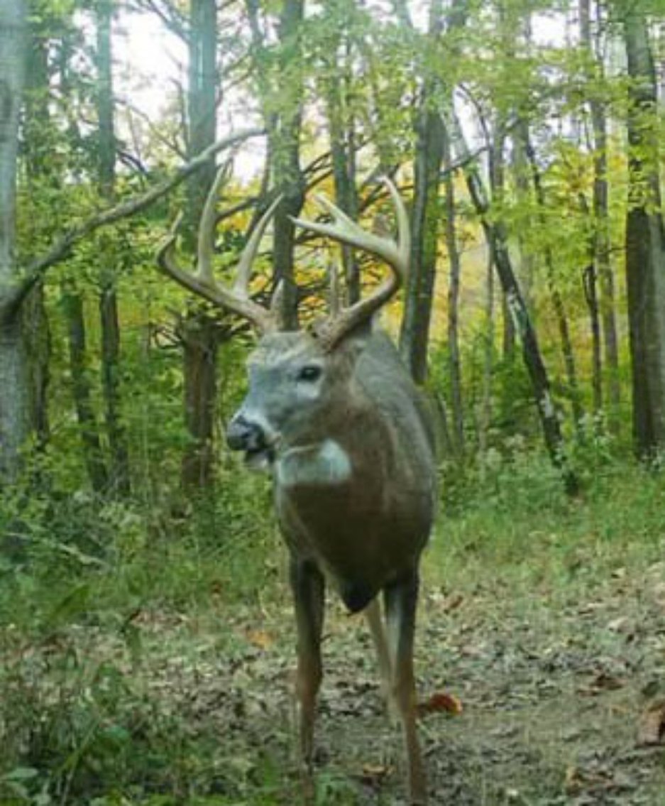 Image for 71.161 Acres Valley City Mauckport Rd SW  - ONLINE AUCTION ONLY