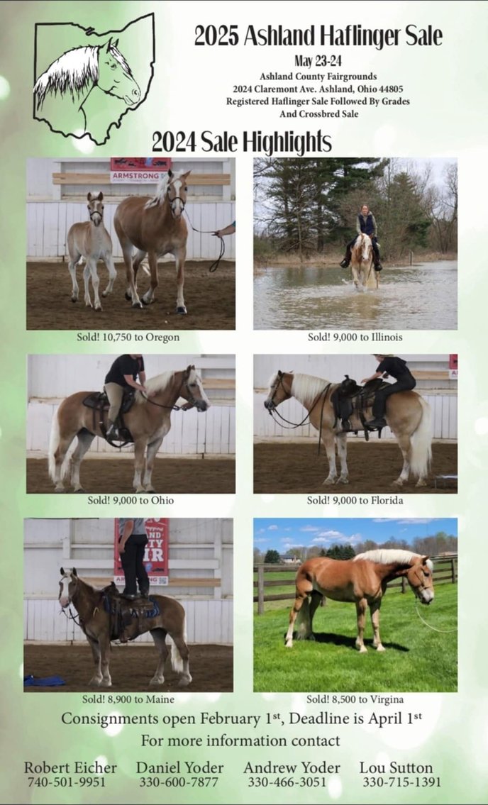 Image for Ashland Haflinger Sale