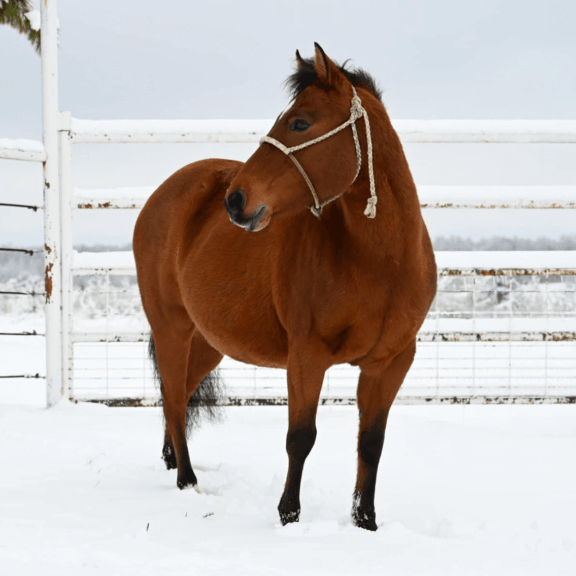 Image for January Horse Auction