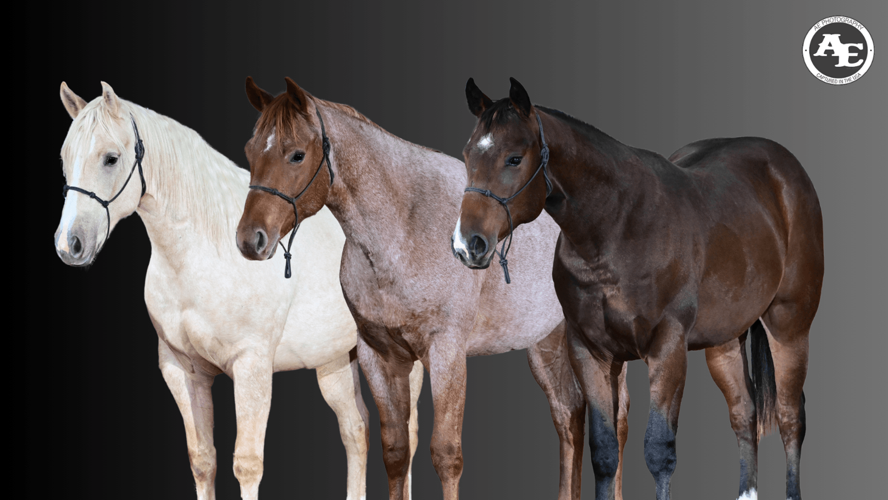 Image for Penn State University 23rd Annual QH Sale