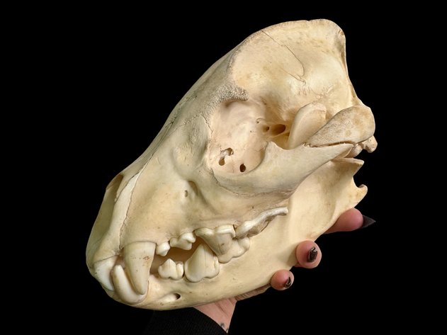 Image for Oddities, Taxidermy, Medical, Magic, Circus & More.