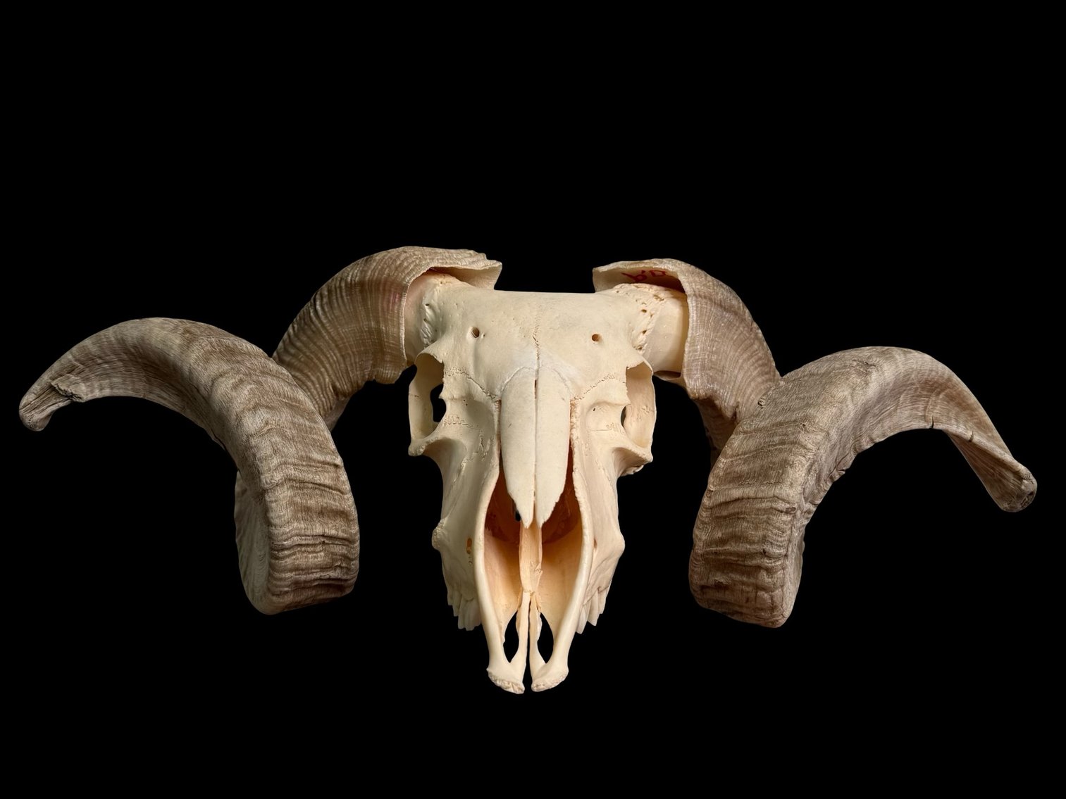 Image for Oddities, Taxidermy, Medical, Magic, Circus & More.