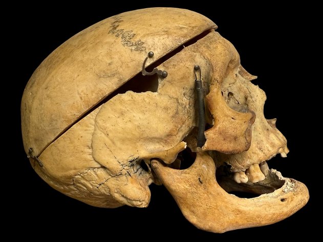 Image for Oddities, Taxidermy, Medical, Magic, Circus & More.