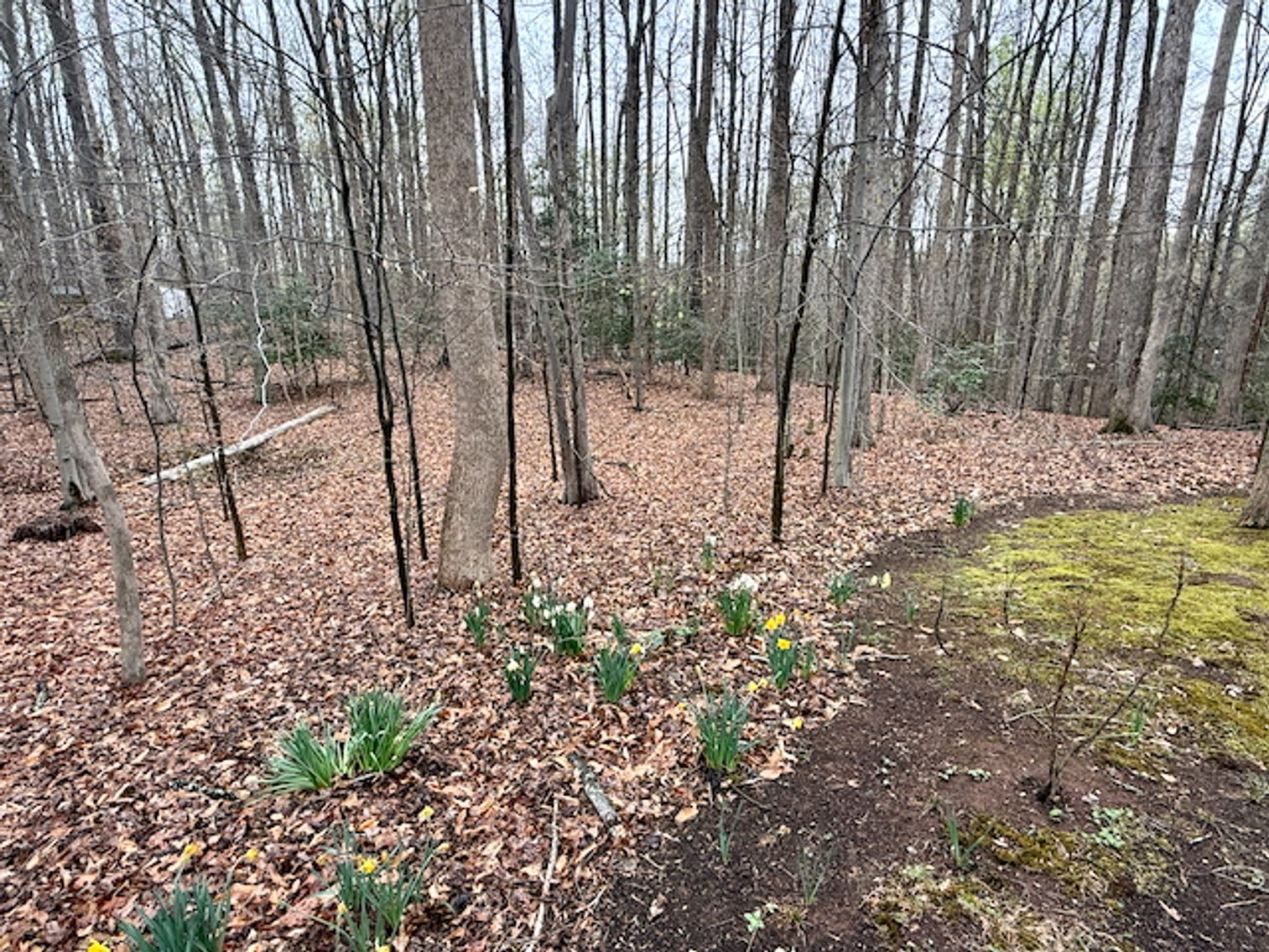 Image for 4 BR/3 BA Home on 2.4 +/- Wooded Acres in the Woodbine Forest Neighborhood of Prince William County, VA