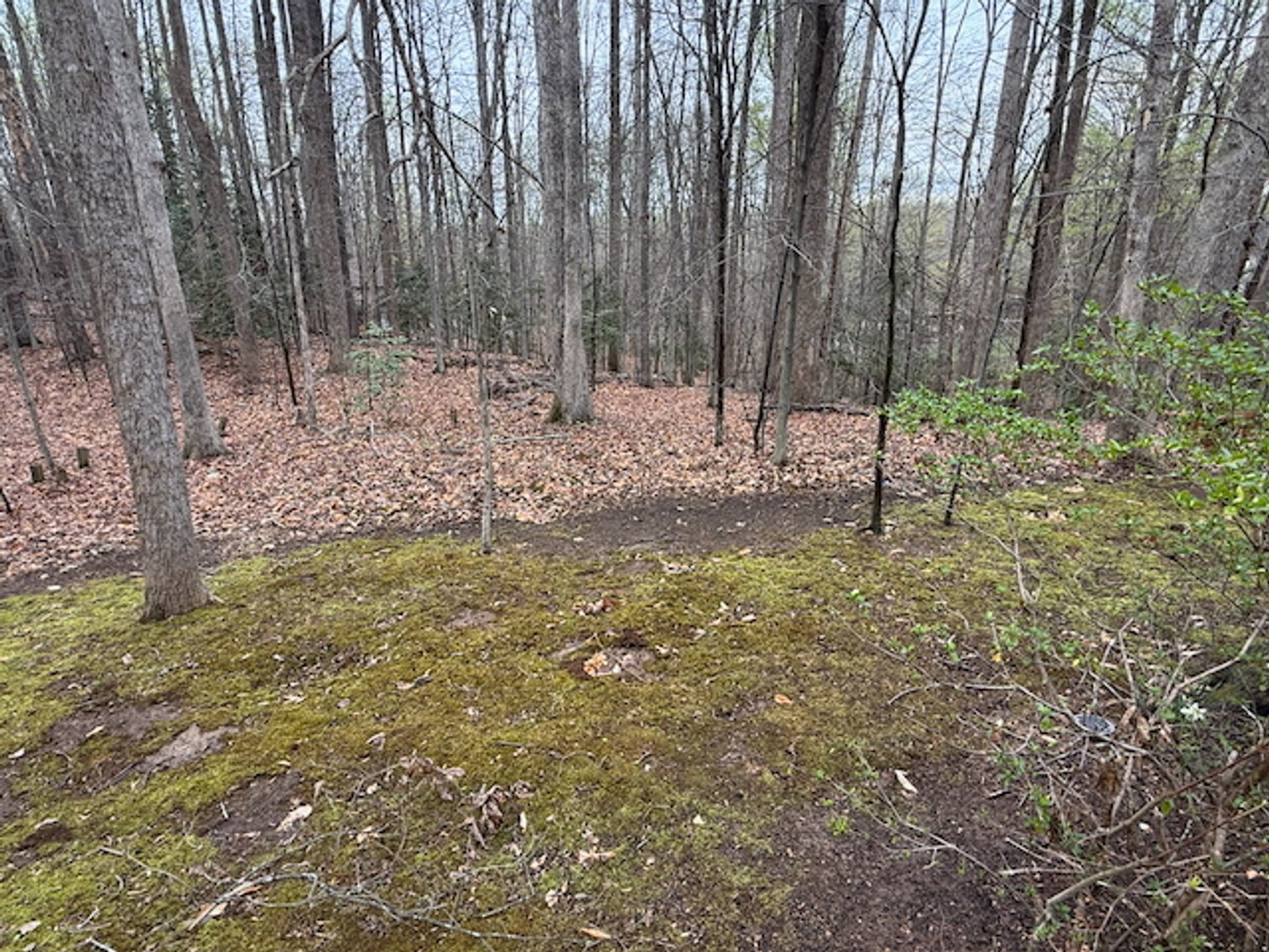 Image for 4 BR/3 BA Home on 2.4 +/- Wooded Acres in the Woodbine Forest Neighborhood of Prince William County, VA