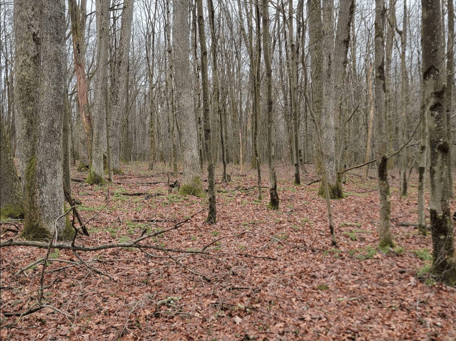 Image for TBD Cranesville Road Terra Alta WV