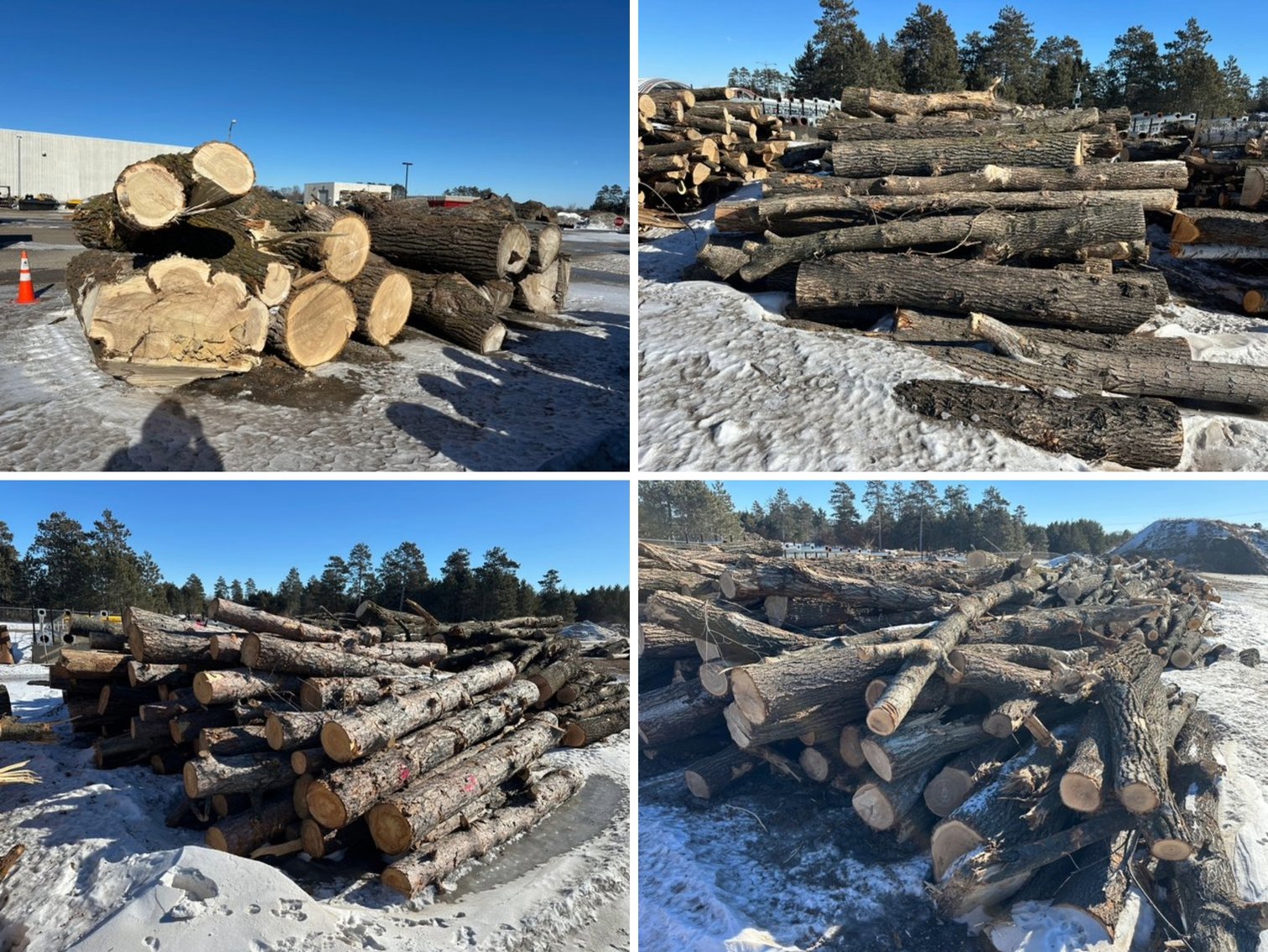 Fire Wood and Lumber Logs (156023)