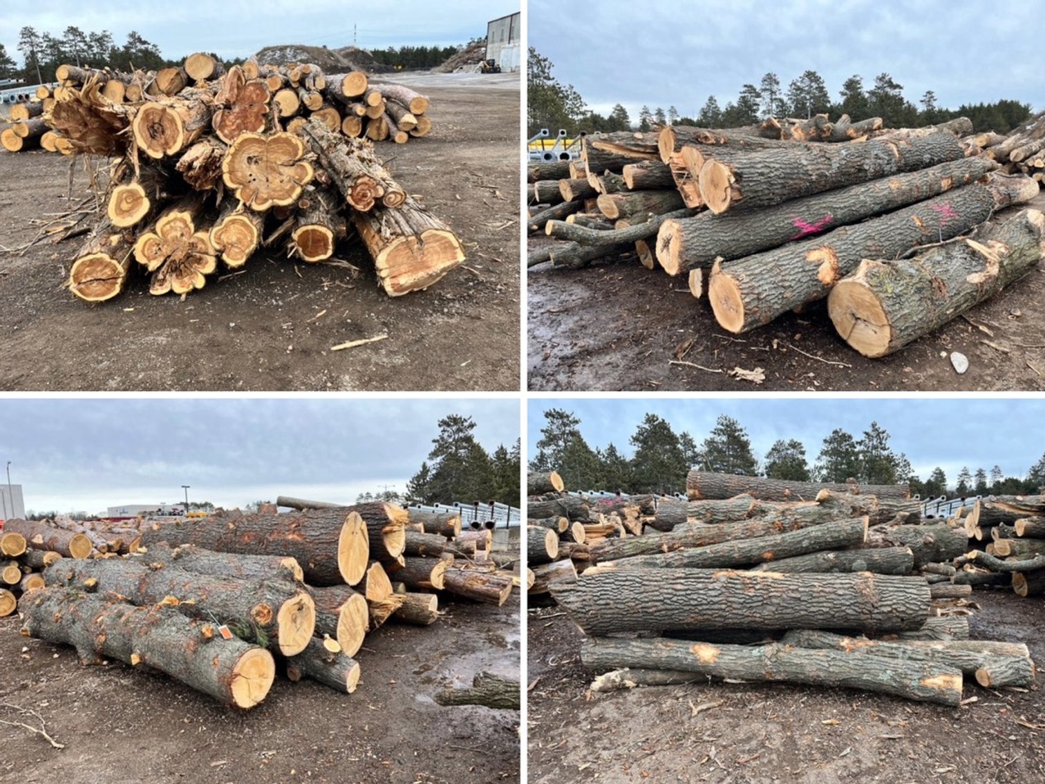 Fire Wood & Lumber Logs (136182)
