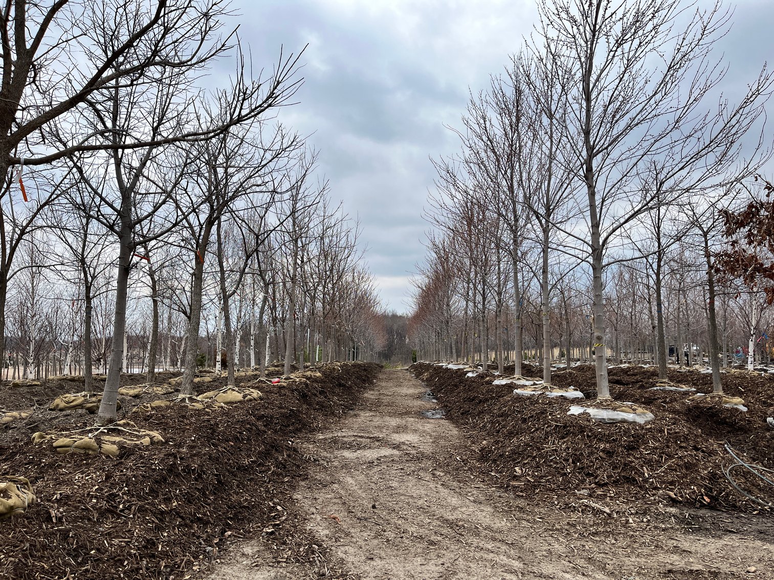 Tree Company Surplus to Ongoing Operations 138937