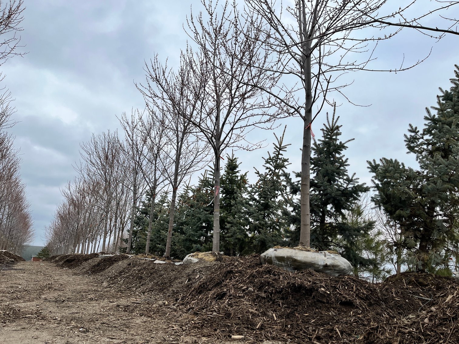 Tree Company Surplus to Ongoing Operations 138937