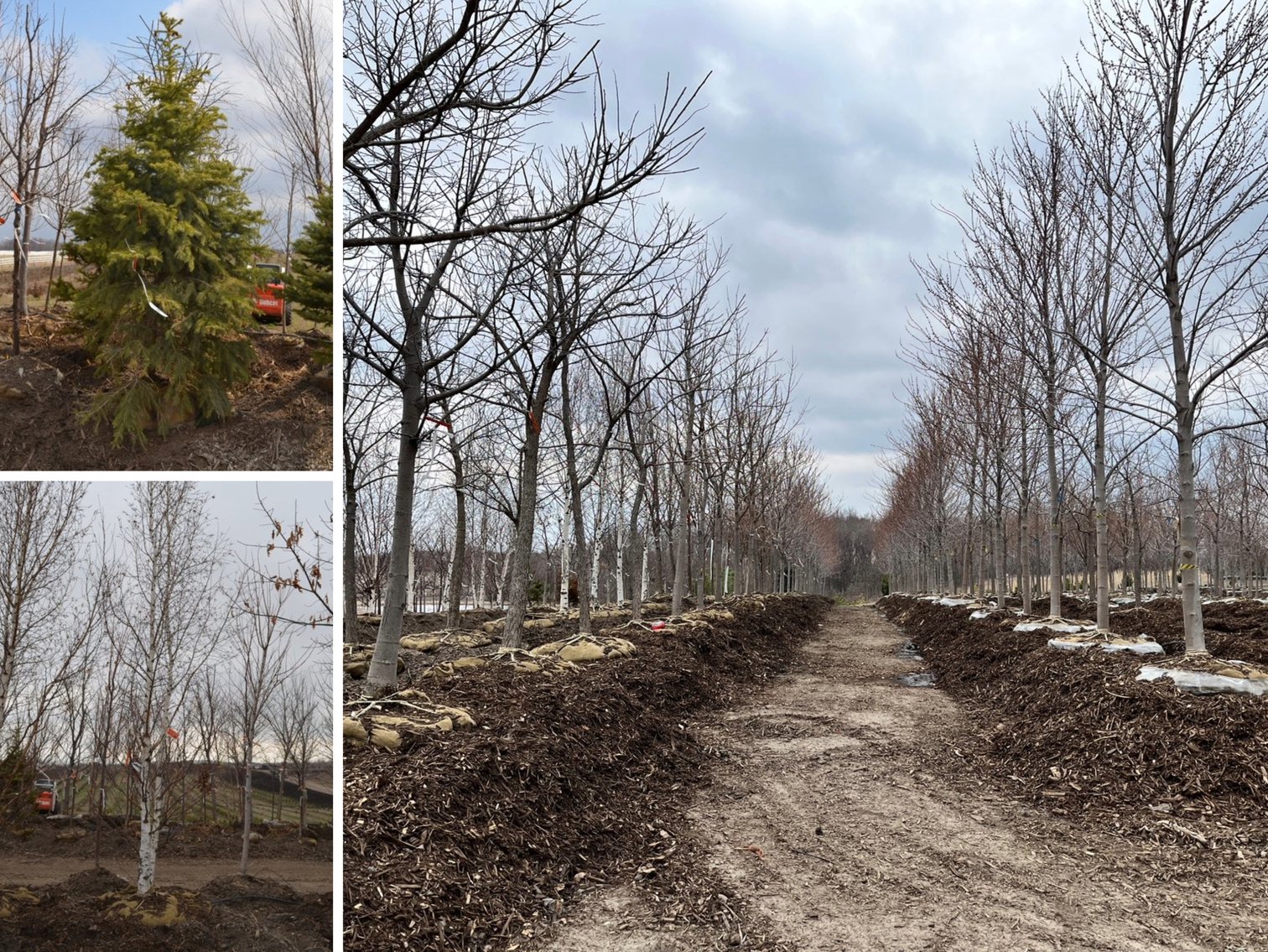 Tree Company Surplus to Ongoing Operations 138937