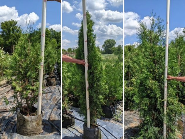 Image for 180+ Potted Trees: White Cedar, Emerald Green, Hetz Wintergreen (144966)