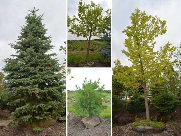 Image for 150+ Trees: Colorado Spring, Hackberry, Black Hill, White Pine + More (146199)