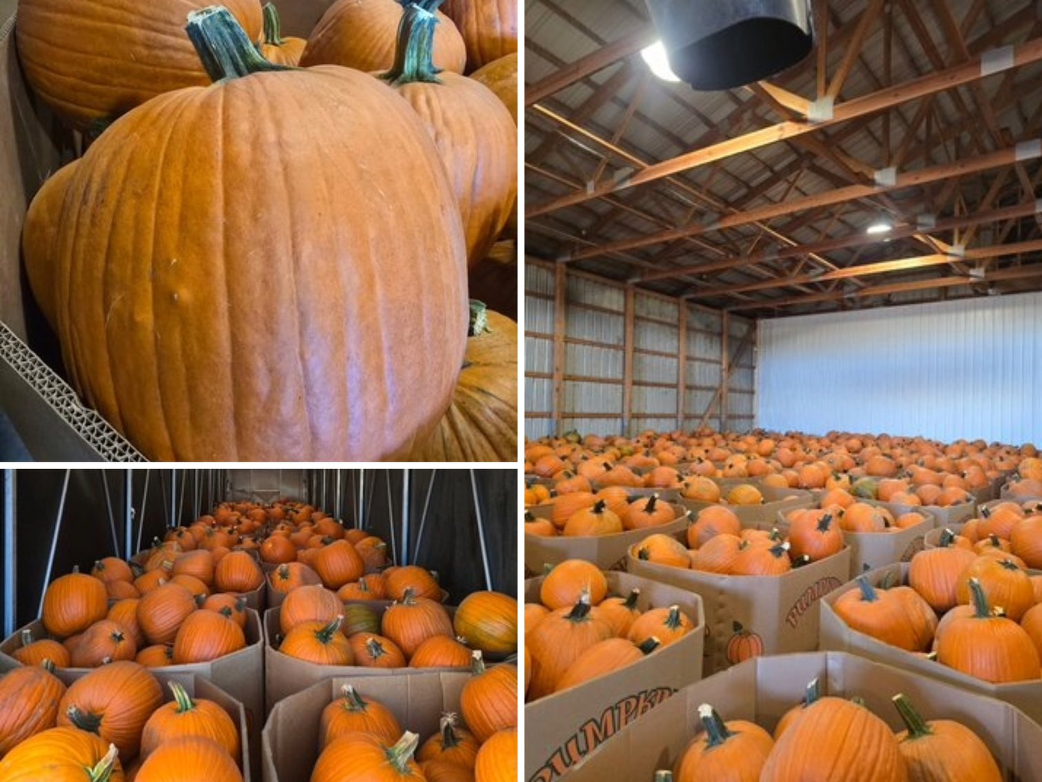 Pumpkin Harvest Auction: Bins & Semi Loads