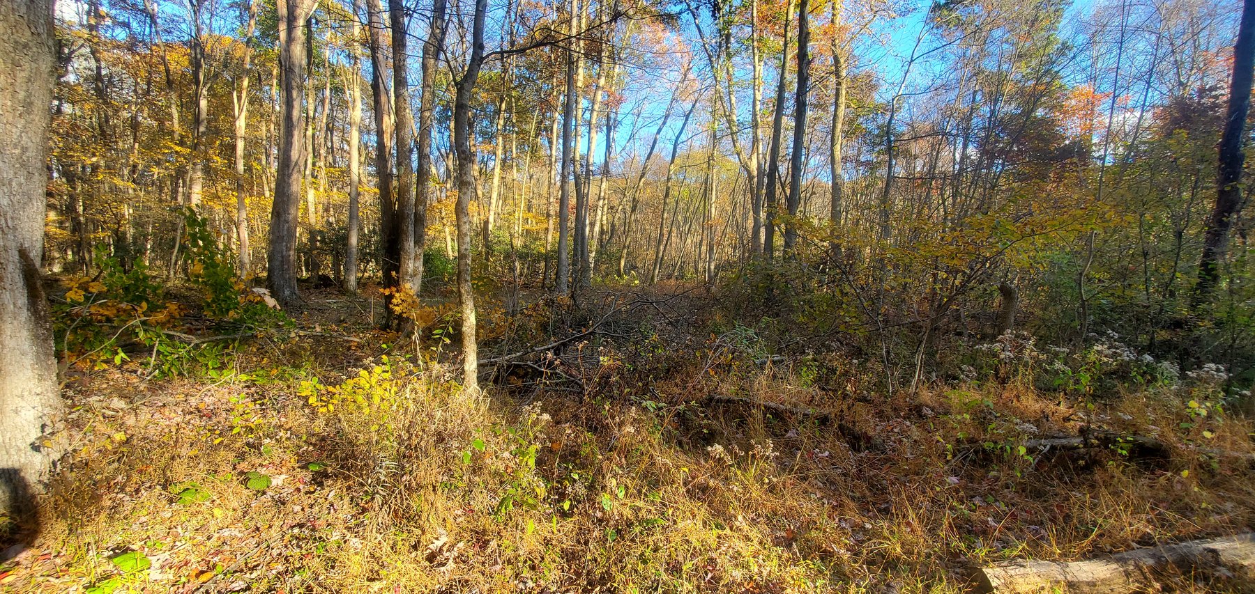 Image for PENDING SALE! Preston County Acreage! 1.25 Acres BIG SANDY! Beautiful land off of Salem Road! Bidding Begins Closing on December 11th, 2025, at 6:00 p.m.