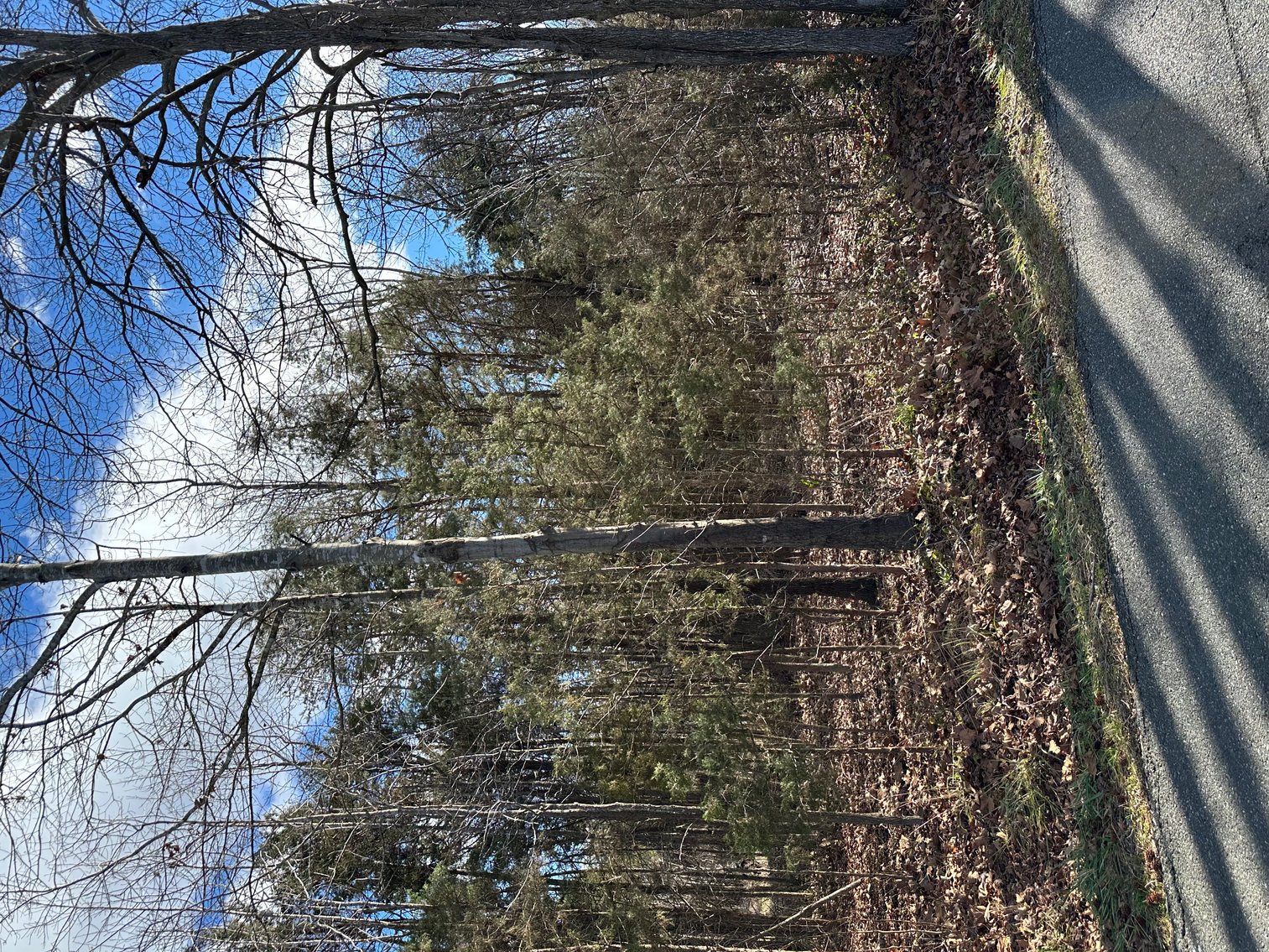 Image for 1 +/- Acre Spotsylvania County Lot Close to Retail, Schools, Rt. 3 & I-95--SELLING to the HIGHEST BIDDER via ONLINE BIDDING!!