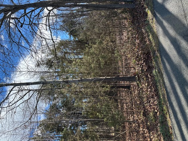 Image for 1 +/- Acre Spotsylvania County Lot Close to Retail, Schools, Rt. 3 & I-95--SELLING to the HIGHEST BIDDER via ONLINE BIDDING!!
