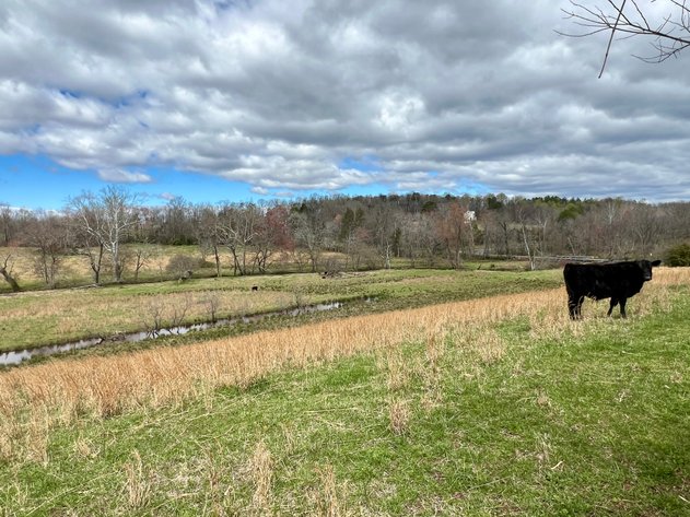 Image for 10 +/- Acre Parcel w/1,500' +/- of Road Frontage & Mountain Views in Culpeper County, VA--SELLING to the HIGHEST BIDDER!!