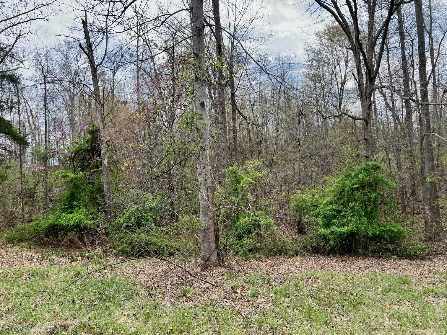 Image for 10.43 +/- Aces w/Large Barn & Well in Greene County, VA--SELLING to the HIGHEST BIDDER via ONLINE ONLY BIDDING!!