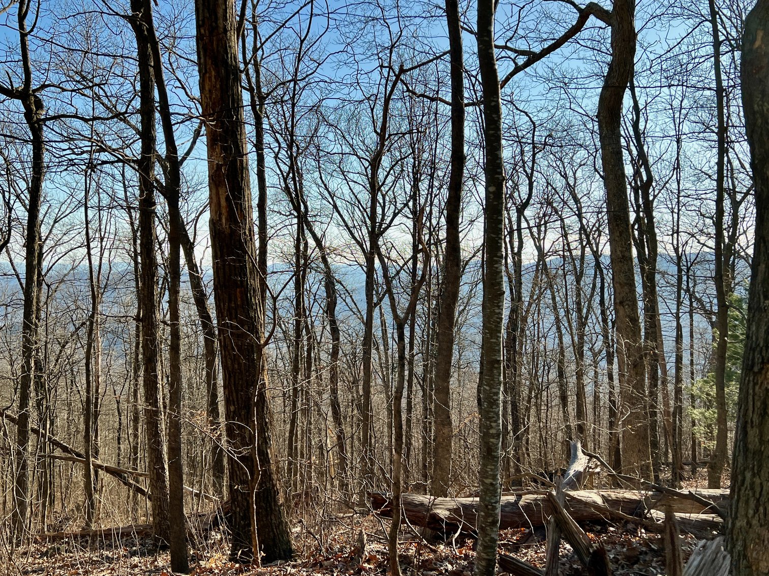 Image for 4 BR/1.5 BA Period Correct Relocated 1850's Log Cabin on 10 +/- Acres w/Amazing Mountain Views in Greene County, VA--ONLINE ONLY BIDDING!!