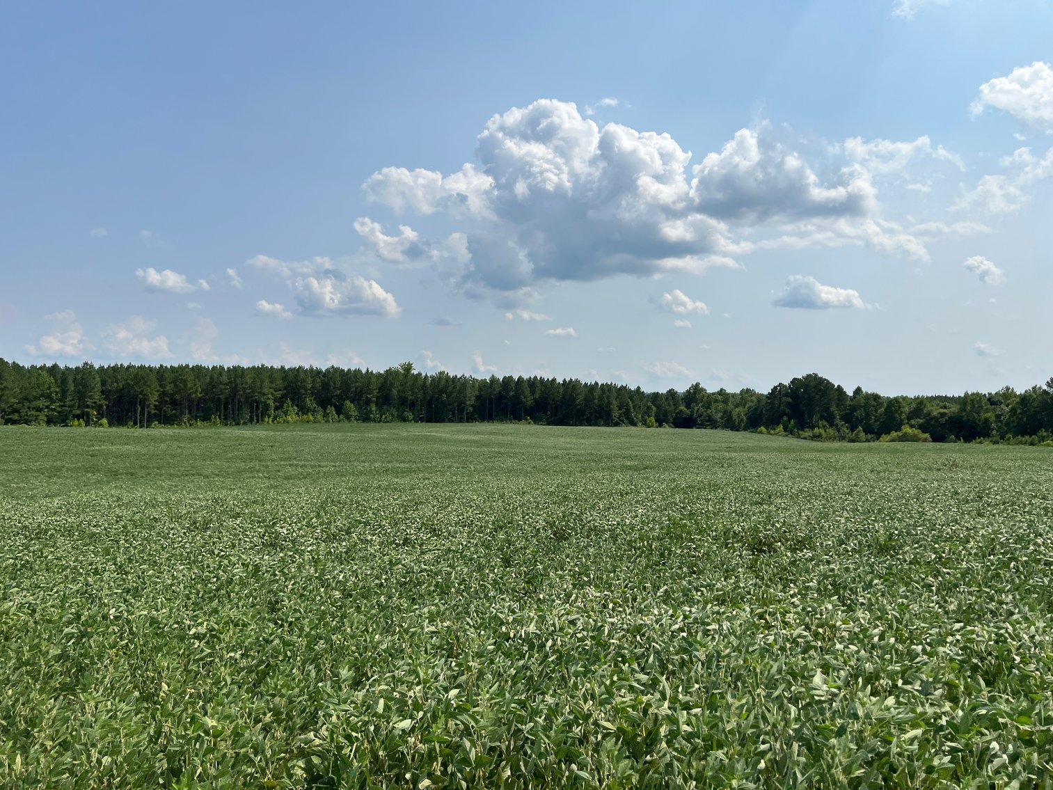 Image for 1,600 +/- Acres w/5 +/- Miles of South Anna River Frontage, 6 miles from I-64 & 30 Miles From Charlottesville & Short Pump, VA--Louisa County, VA