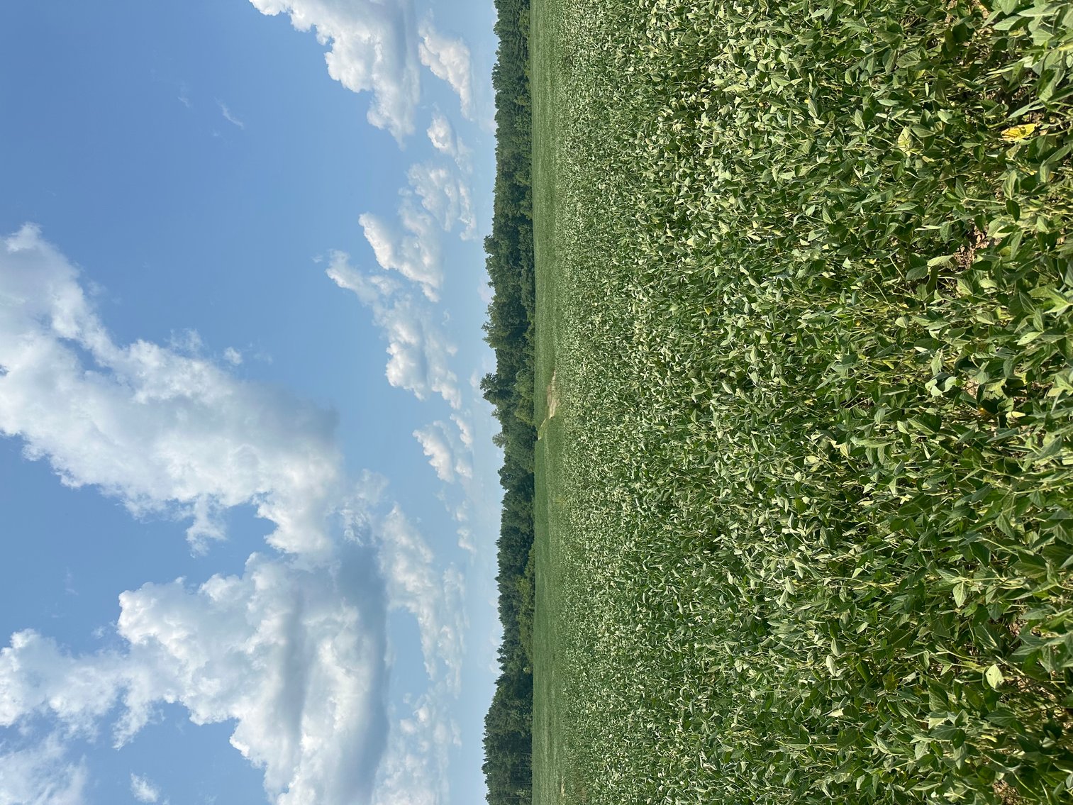 Image for 1,600 +/- Acres w/5 +/- Miles of South Anna River Frontage, 6 miles from I-64 & 30 Miles From Charlottesville & Short Pump, VA--Louisa County, VA