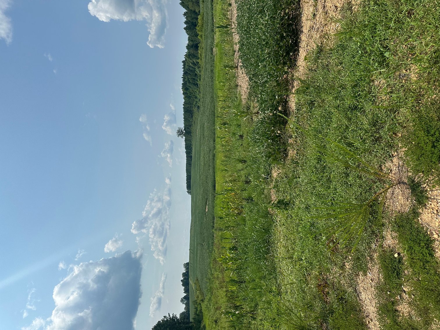 Image for 1,600 +/- Acres w/5 +/- Miles of South Anna River Frontage, 6 miles from I-64 & 30 Miles From Charlottesville & Short Pump, VA--Louisa County, VA