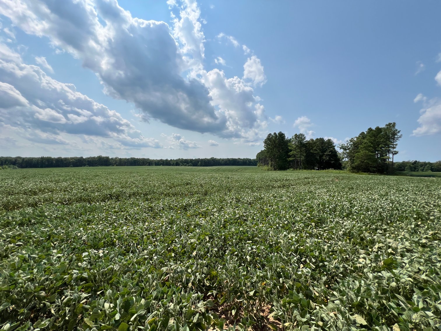 Image for 1,600 +/- Acres w/5 +/- Miles of South Anna River Frontage, 6 miles from I-64 & 30 Miles From Charlottesville & Short Pump, VA--Louisa County, VA