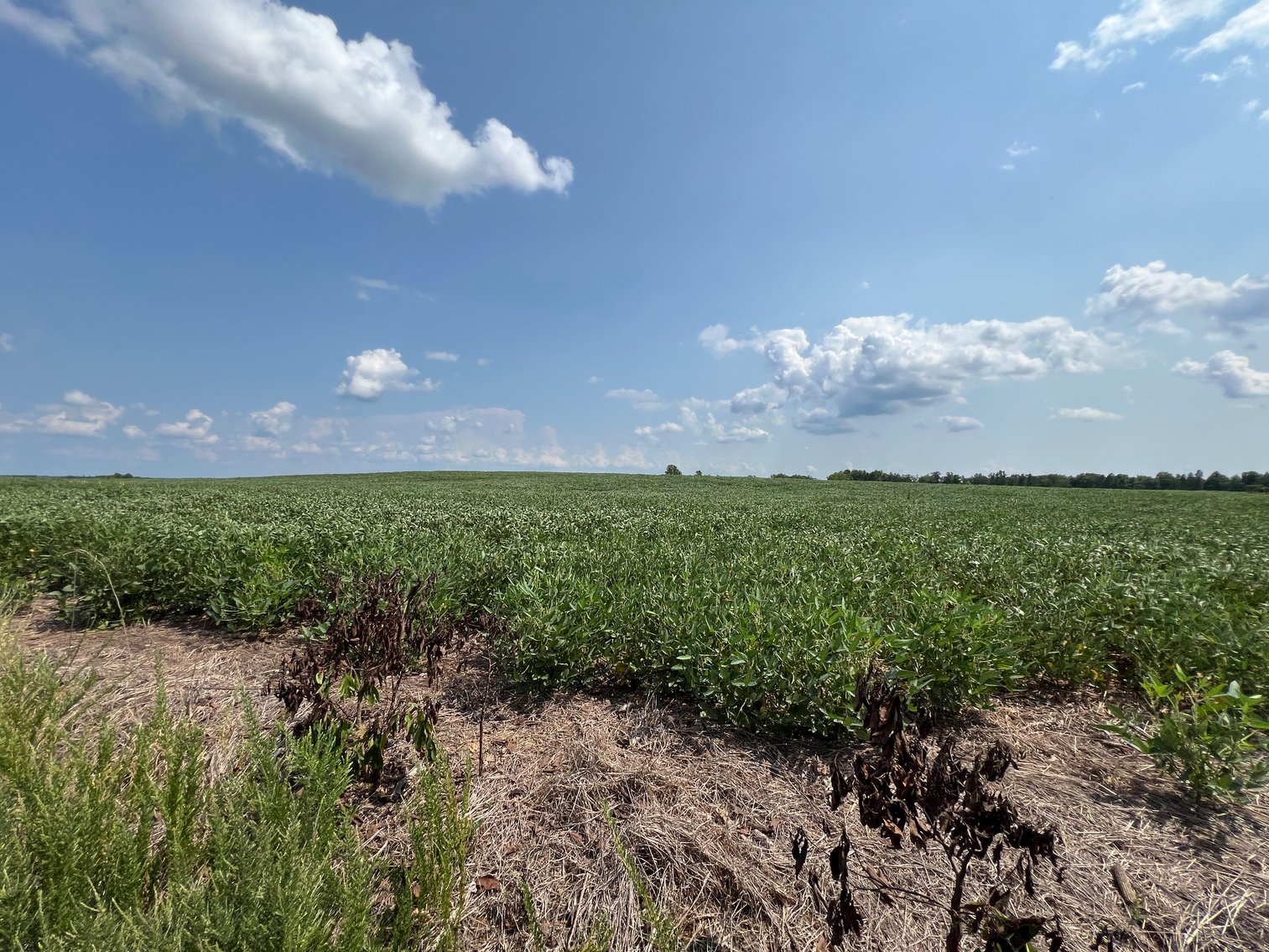 Image for 1,600 +/- Acres w/5 +/- Miles of South Anna River Frontage, 6 miles from I-64 & 30 Miles From Charlottesville & Short Pump, VA--Louisa County, VA