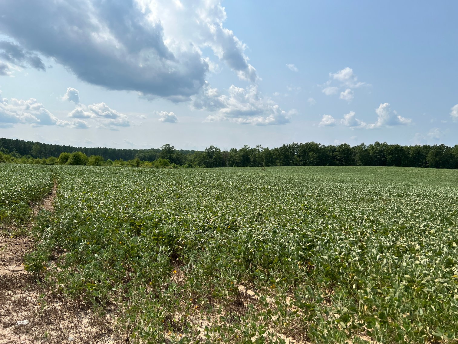 Image for 1,600 +/- Acres w/5 +/- Miles of South Anna River Frontage, 6 miles from I-64 & 30 Miles From Charlottesville & Short Pump, VA--Louisa County, VA