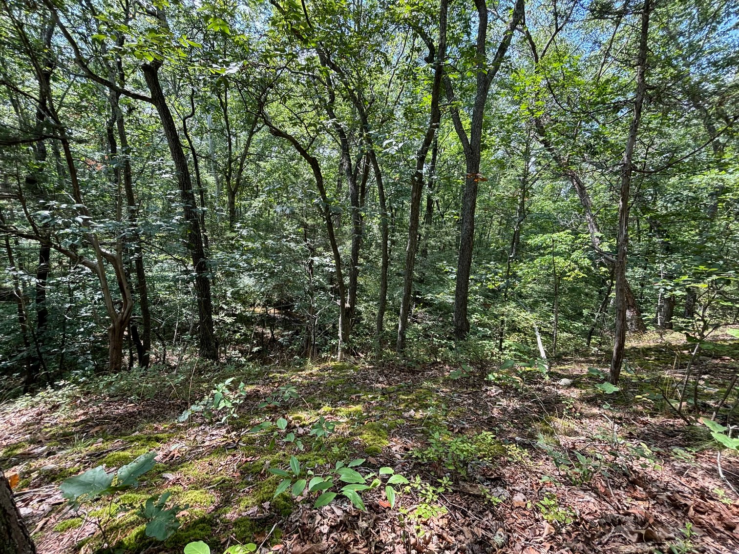 Image for 6.48 +/- Acre Land Parcel w/430' +/- of Passage Creek Frontage in Warren County, VA--ONLINE ONLY BIDDING!!