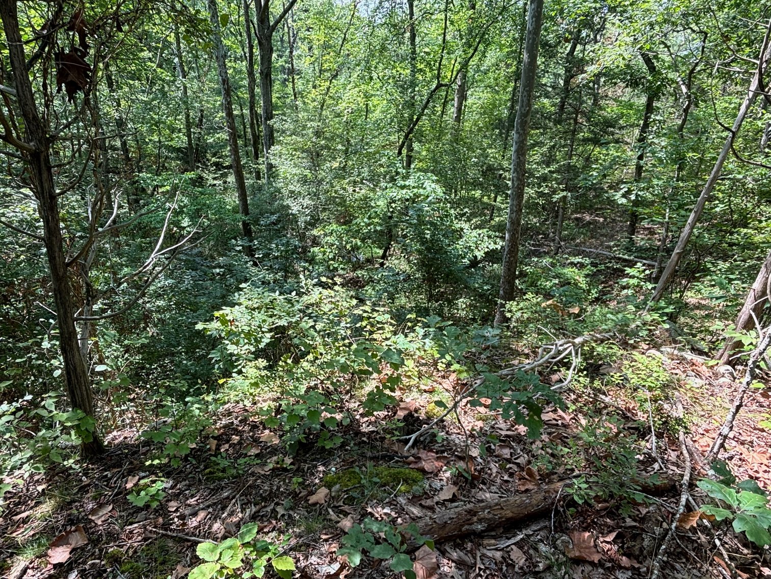 Image for 6.48 +/- Acre Land Parcel w/430' +/- of Passage Creek Frontage in Warren County, VA--ONLINE ONLY BIDDING!!